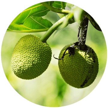 Jackfruit extract smoothes hair in our new detangler spray