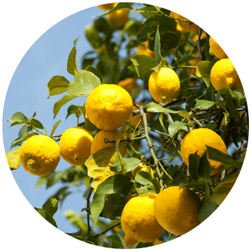 Hydrolyzed Lemon Protein gives hair shine