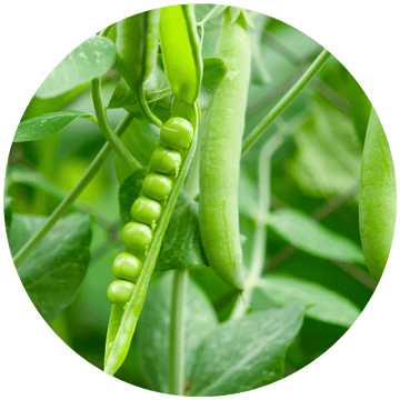 Pea peptides strengthen hair strands